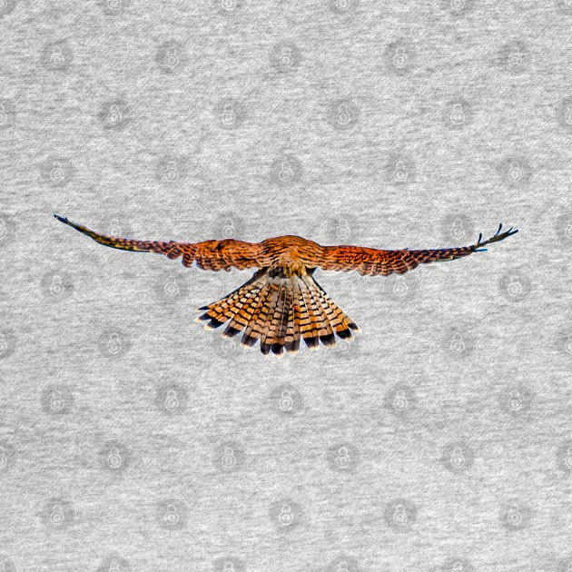 Rear view of a hovering Kestrel by dalyndigaital2@gmail.com